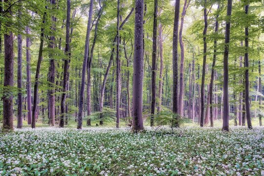 Blooming wild garlic in a beech forest, Aargau Canton, Switzerland