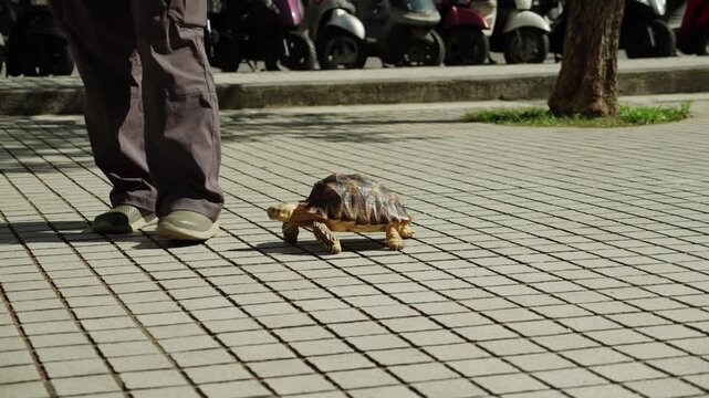 A small tortoise walking slowly on tiled urban sidewalk beside person legs.