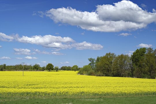 A wide yellow rapeseed field under a blue sky with scattered clouds, Neu-Bleckede, spring, bicycle tourism, bicycle travel, Mecklenburg-Western Pomerania, Germany