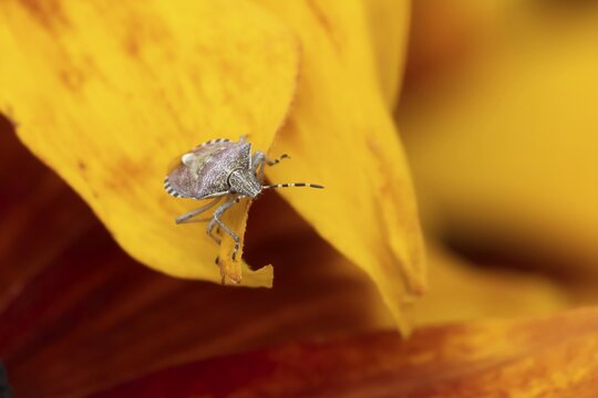 Sloe bug or hairy shieldbug (Dolycoris baccarum) adult insect on a garden Rudbeckia flower in summer, England, United Kingdom