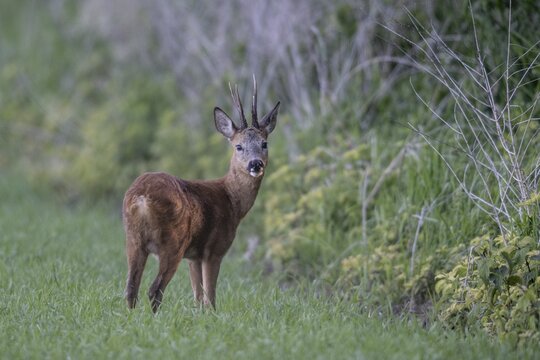 Roebuck (Capreolus capreolus), Emsland, Lower Saxony, Germany