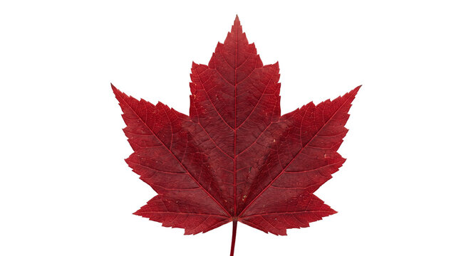 Single vibrant red maple leaf isolated on a clean white background