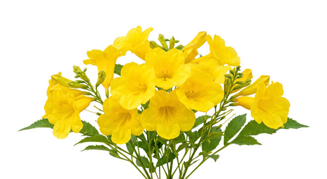 Vibrant yellow trumpet flowers bloom in a lush bouquet with green leaves