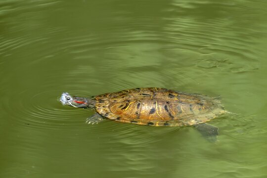 Red-eared slider (Trachemys scipta elegans), &lsquo;Mensch und Natur' natural pond, Unterlamm, Styria, Austria
