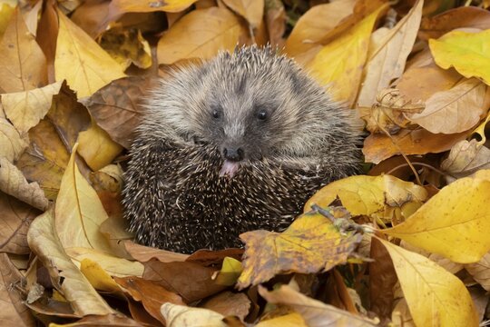 European hedgehog (Erinaceus europaeus) adult animal resting on autumn colour leaves in a garden, England, United Kingdom