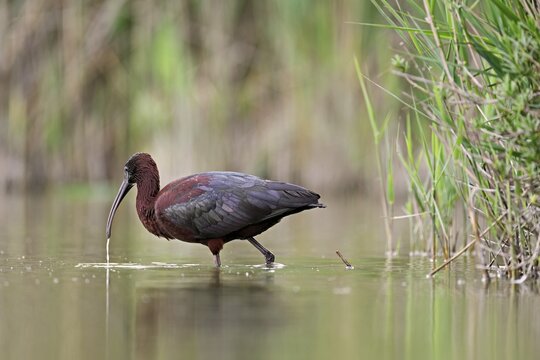 A Glossy ibis (Plegadis falcinellus) wades through a pond in search of food, Camargue, southern France