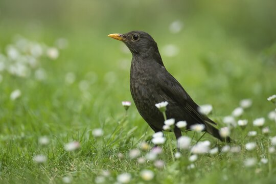 European blackbird (Turdus merula) adult female bird amongst flowering daisies on a garden grass lawn, Suffolk, England, United Kingdom