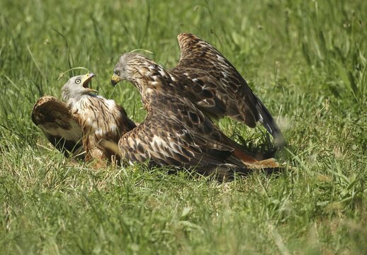 Red Kite (Milvus milvus) &ndash; adult birds squabbling in a meadow, Allg&auml;u, Bavaria, Germany