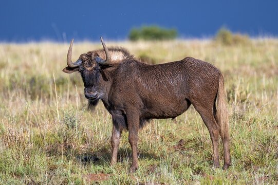 White-tailed wildebeest (Connochaetes gnou), adult, Mountain Zebra National Park, Eastern Cape, South Africa