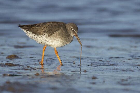 Common redshank (Tringa totanus) adult wading bird pulling a lug worm for food from a mudflat, Norfolk, England, United Kingdom