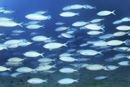 Shoal of golden-striped fusiliers (Pterocaesio chrysozona) swimming in the open sea, Red Sea, Makadi Bay, Port Safaga, Egypt