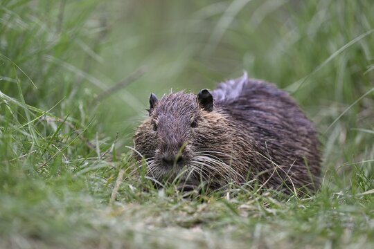 Nutria (Myocastor coypus), grazing, Camargue, southern France, France