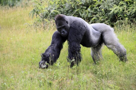 Western gorilla (Gorilla gorilla), adult, male, silverback, on the ground, foraging