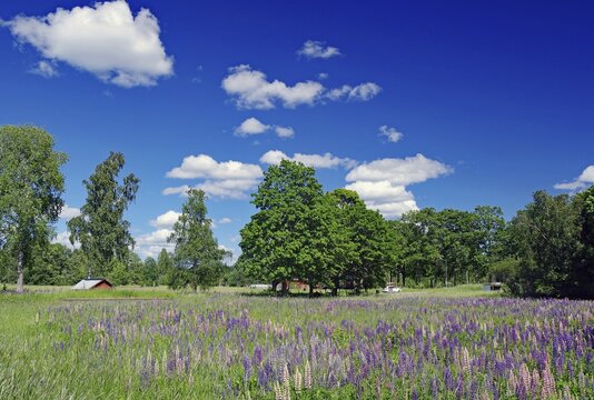 Blooming field with trees and blue sky. Diverse flowers under picturesque cloud cover, H&ouml;gsbyn, Dals-Rostock, Dalsland Canal, Mellerud Municipality, Sweden