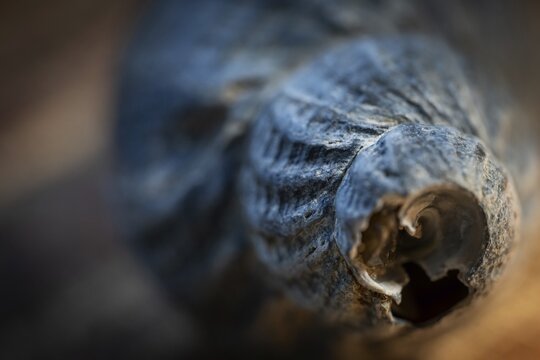 Close-up of a periwinkle (Littorina littorea) worn down and damaged by the sea and sand, Houvig, North Sea, Denmark