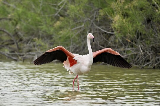 A greater flamingo (Phoenicopterus roseus) flaps its wings, Camargue Regional Nature Park, southern France, France