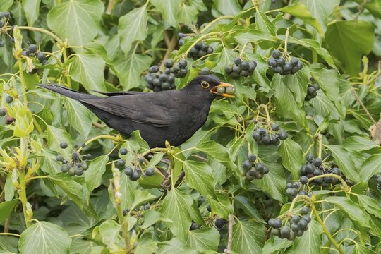 A blackbird (Turdus merula) with two berries in its beak sitting in a dense bush full of ivy berries, Hesse, Germany