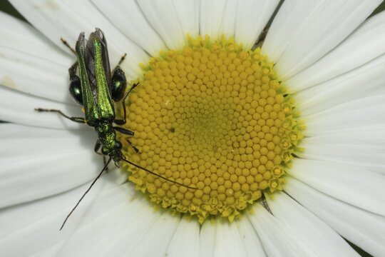 Thick-legged flower beetle (Oedemera nobilis) adult insect on an Oxeye daisy flower in summer, Suffolk, England, United Kingdom