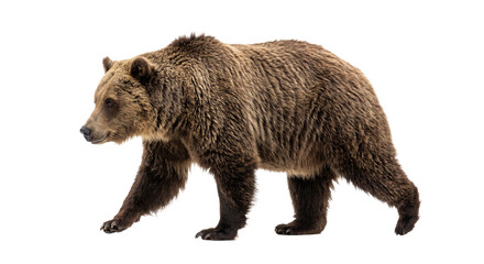 Fototapeta premium A solitary brown bear walks purposefully across a stark white background