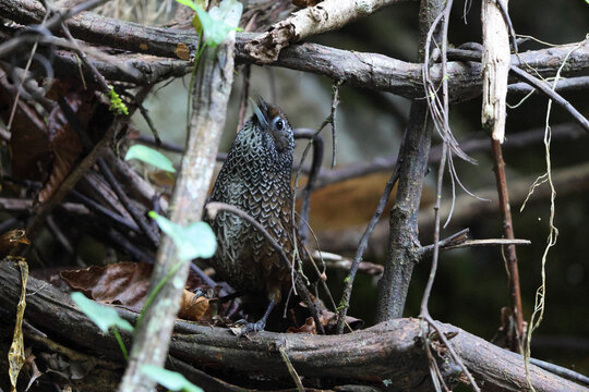  Cachar wedge-billed babbler or chevron-breasted babbler (Stachyris roberti) is a species of bird in the Old World babbler family (Timaliidae). This photo was taken in Mishmi Hills in Arunachal Prades