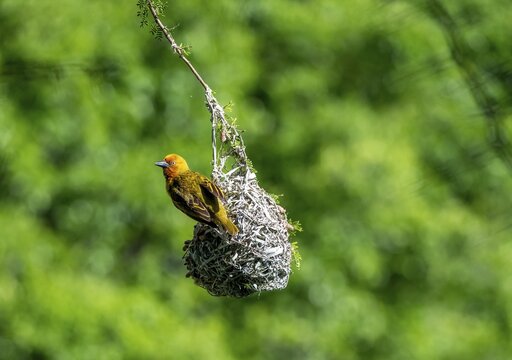Cape Weaver Bird (Ploceus capensis) hanging upside down from its nest, Addo Elephant Park, South Africa