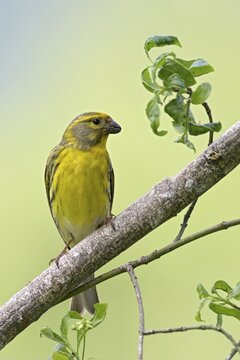 European serin (Serinus serinus), male, perched on a twig, Jenbach, Tyrol, Austria