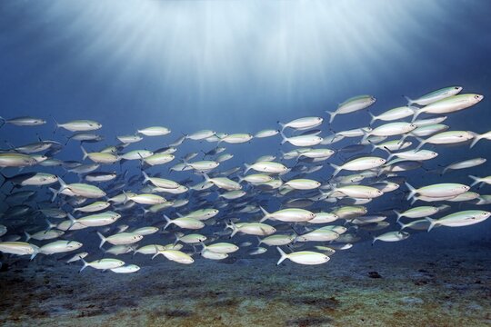 Shoal of golden-striped fusiliers (Pterocaesio chrysozona) swimming in the open sea, Red Sea, Makadi Bay, Port Safaga, Egypt