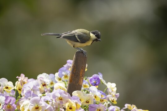 Great tit (Parus major) adult garden bird on a garden trowl handle in a pot of flowering pansy plants in spring, England, United Kingdom