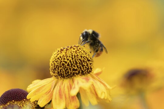 Early bumblebee (Bombus pratorum) adult bee insect feeding on a garden Helenium flower in summer, Suffolk, England, United Kingdom