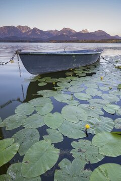 Rowing boat at sunrise, Hopfensee, Hopfen am See, near F&uuml;ssen, Ostallg&auml;u, Allg&auml;u, Bavaria, Germany