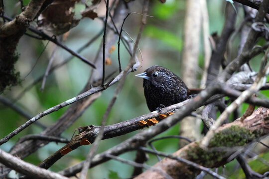  Cachar wedge-billed babbler or chevron-breasted babbler (Stachyris roberti) is a species of bird in the Old World babbler family (Timaliidae). This photo was taken in Mishmi Hills in Arunachal Prades