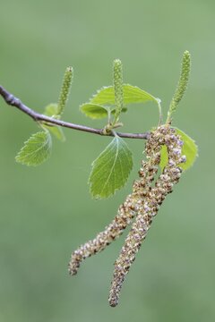 Sand birch (Betula pendula), leaves and flowers, Emsland, Lower Saxony, Germany