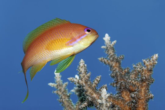 Jewelled flag perch, also known as sea goldie or scaly-fin flag perch (Pseudanthias squamipinnis), portrait, male, over Acropora stony coral (Scleractinia), Red Sea, Panorama Reef, Port Safaga, Egypt