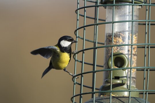 Great tit (Parus major) adult garden bird on a squirrel proof bird seed feeder, Suffolk, England, United Kingdom
