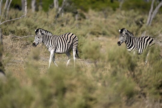 Plains zebras (Equus quagga) near Atzar&oacute; Camp, Okavango Delta, North-West District, Botswana