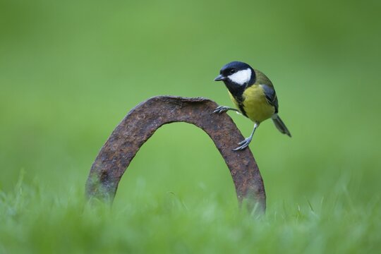 Great tit (Parus major) adult bird perched on a metal horseshoe in a garden grass lawn, England, United Kingdom