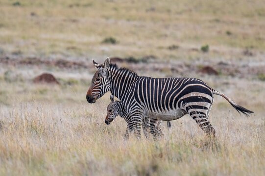 Cape Mountain Zebra (Equus zebra zebra), mother with foal, Mountain Zebra National Park, Eastern Cape, South Africa