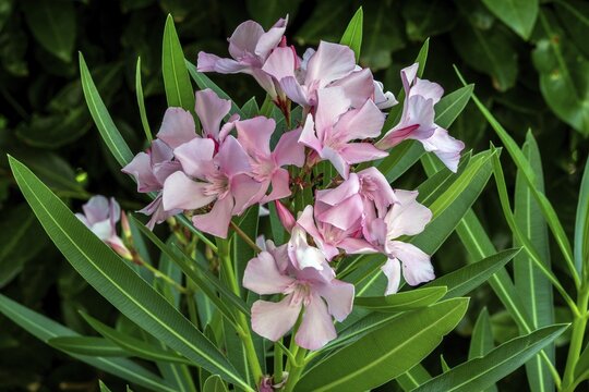 Oleander (Nerium oleander), also known as rose laurel, in bloom, with pink flowers, Baden-W&uuml;rttemberg, Germany