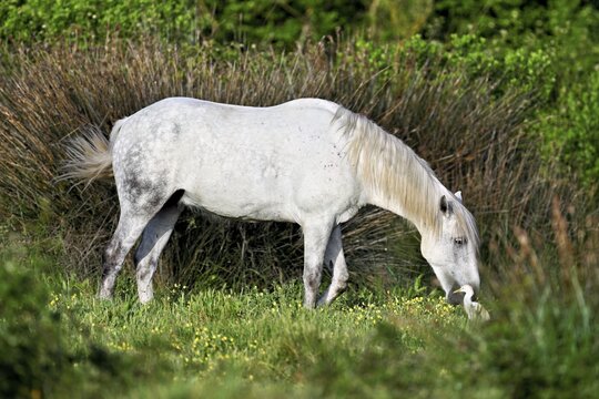 Camargue horse (Equus caballus), a mare grazing in a meadow, Saintes-Marie-de-la-Mer, Camargue, southern France, France