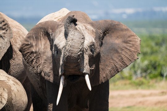 African elephant (Loxodonta africana), Addo Elephant National Park, Eastern Cape, South Africa