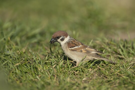 Tree sparrow (Passer montanus) adult bird collecting food from grassland, England, United Kingdom