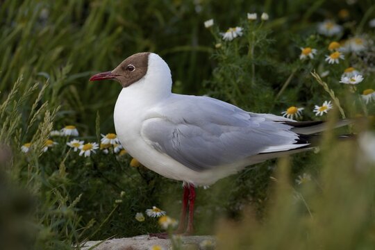 A rare moment of tranquillity in the black-headed gull colony (Chroicocephalus ridibundus), summer plumage, breeding plumage, breeding colony, bird colony, seabird colony, beach bird, coastal bird, Eidersperrwerk, July, Germany