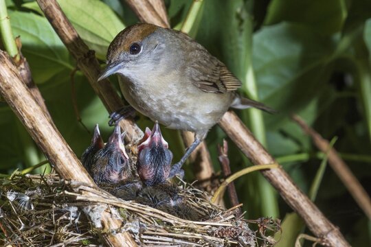 A female blackcap (Sylva atricapilla) in her nest after feeding her hungry chicks, amongst dense foliage, Baden-W&uuml;rttemberg, Germany