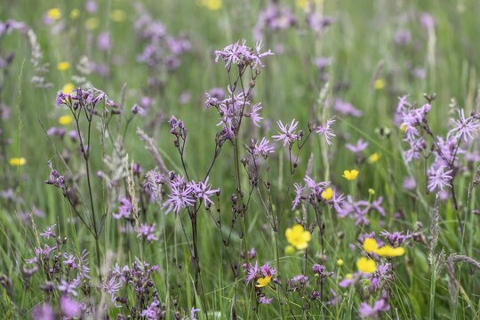 Cuckoo flower (Lychnis flos-cuculi), Emsland, Lower Saxony, Germany