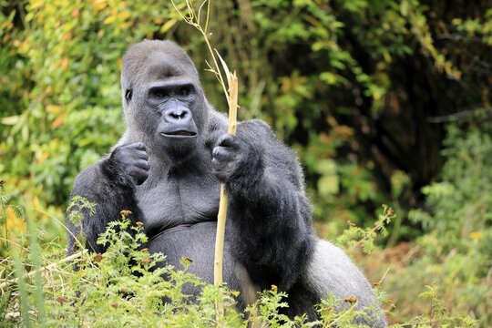 Western gorilla (Gorilla gorilla), adult, male, silverback, sitting on the ground, eating