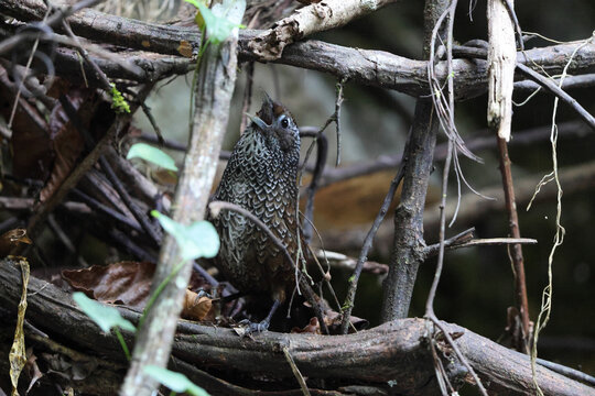  Cachar wedge-billed babbler or chevron-breasted babbler (Stachyris roberti) is a species of bird in the Old World babbler family (Timaliidae). This photo was taken in Mishmi Hills in Arunachal Prades