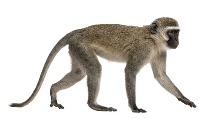 A vervet monkey walks gracefully on a white background, showcasing its fur and tail © Sapphire