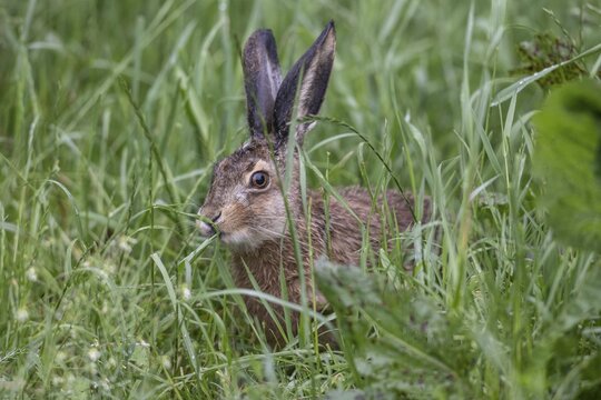 European hare (Lepus europaeus), Lower Saxony, Germany