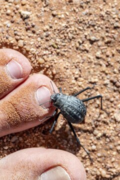 Fog drinking beetle (Onymacris unguicularis) bites person in the toe, Funny, Toktokkie beetle, in the sand, Namib Desert, Namib Naukluft Park, Namibia