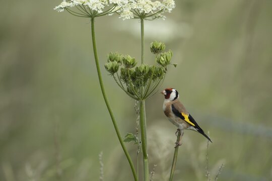 European goldfinch (Carduelis carduelis) adult bird on a Hogweed seedhead, England, United Kingdom